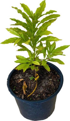 Abiu, Caimito Amarillo, Tree Fruit Trees 103-Pine Island Nursery