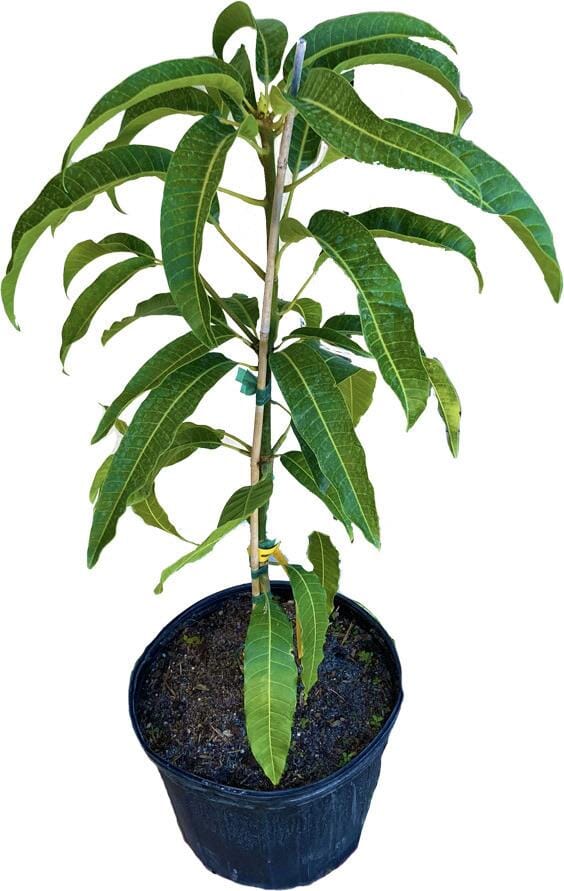 Baptiste Mango Tree, Grafted Fruit Trees 102-Zill High Performance Plants