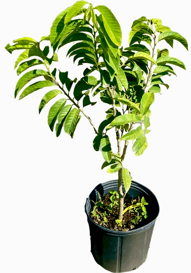 Red Custard Apple, Chirimoya Tree, 3-gal Container from Florida Fruit Trees Everglades Farm