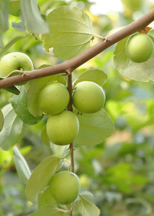 Jujube Tree Grafted 103-Pine Island Nursery