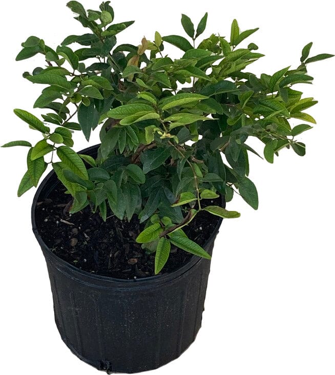 Coronata Restinga, Dark Red Jaboticaba Tree Fruit Trees 103-Pine Island Nursery