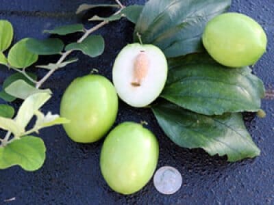 Jujube Tree Grafted 103-Pine Island Nursery