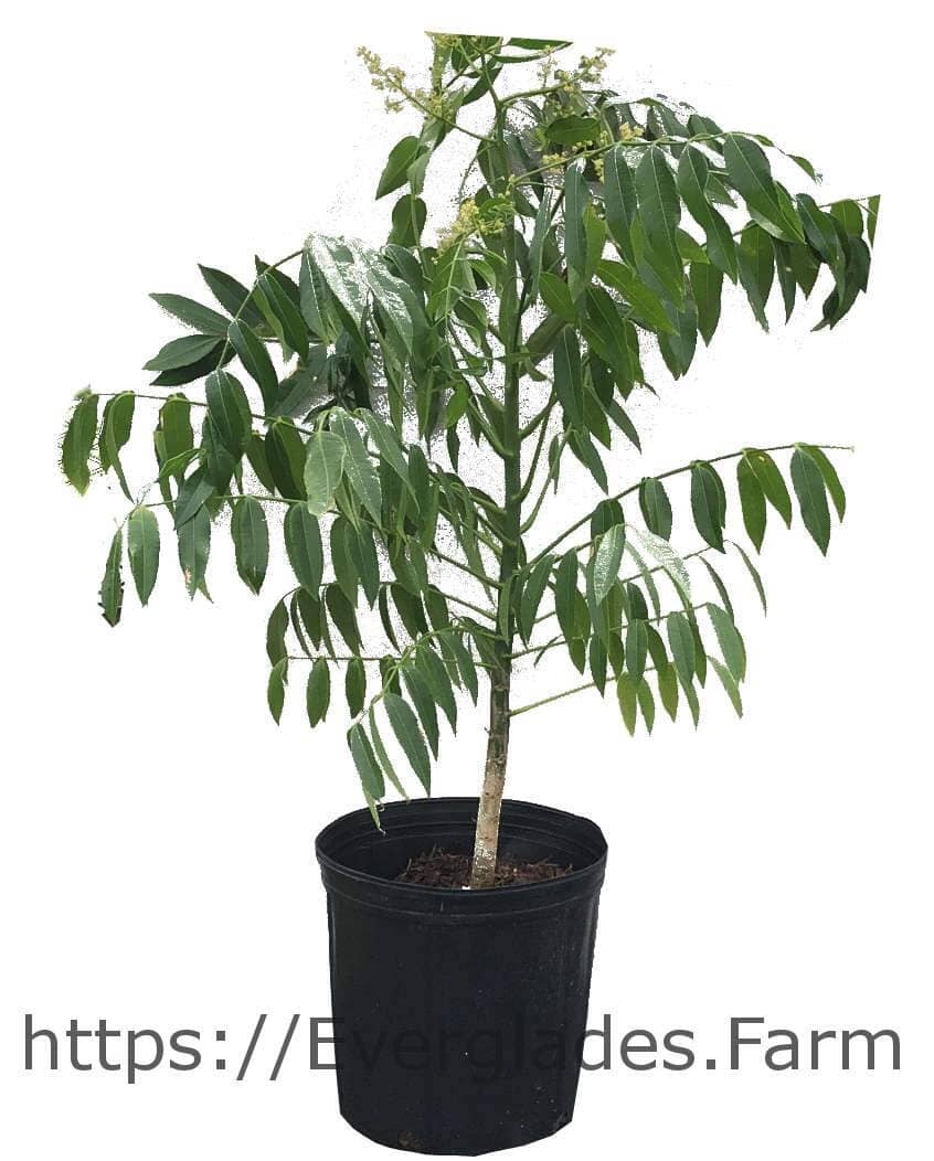 June Plum / Ambarella Dwarf Tree Fruit Trees 100-Carlos Tropical Fruits