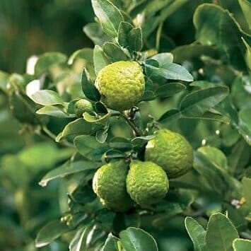 Kaffir Lime Tree 113-Brite Leaf Citrus Nursery