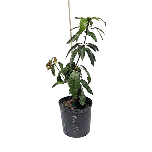 Keitt Mango Tree, Grafted, 2 Feet Tall, 3 Gal Container from Florida