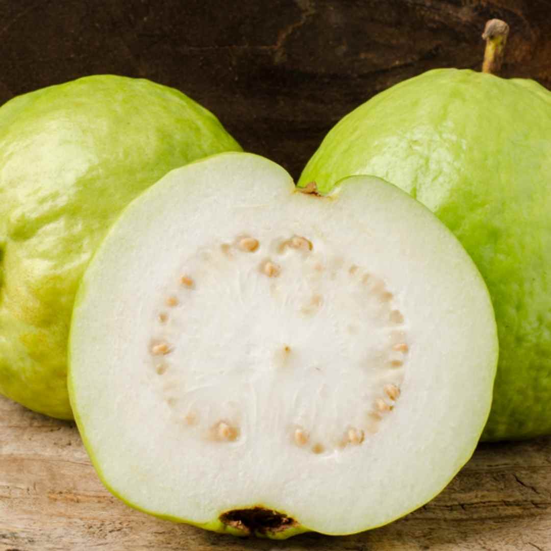 Kilo Guava Tree White Variety Fruit Trees 102-Zill High Performance Plants