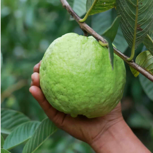 Kilo Guava Tree White Variety Fruit Trees 102-Zill High Performance Plants