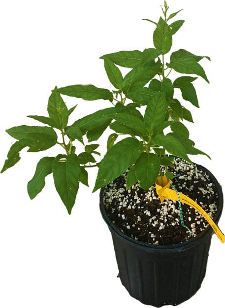 kiwi plant in a pot Prolific Kiwi Hardy Plant – Everglades Farm