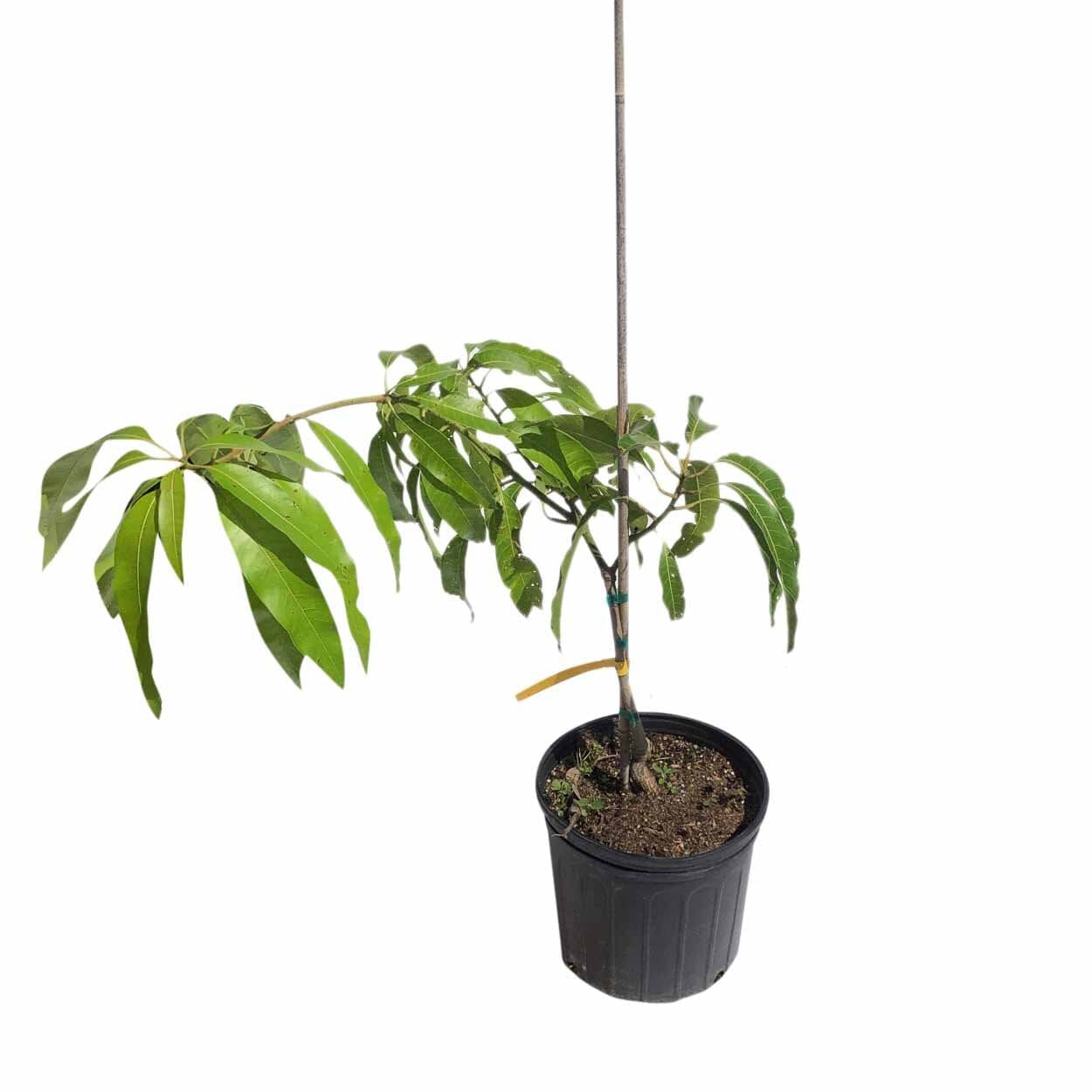Lancetilla Dwarf Mango, Grafted Tree 103-Pine Island Nursery