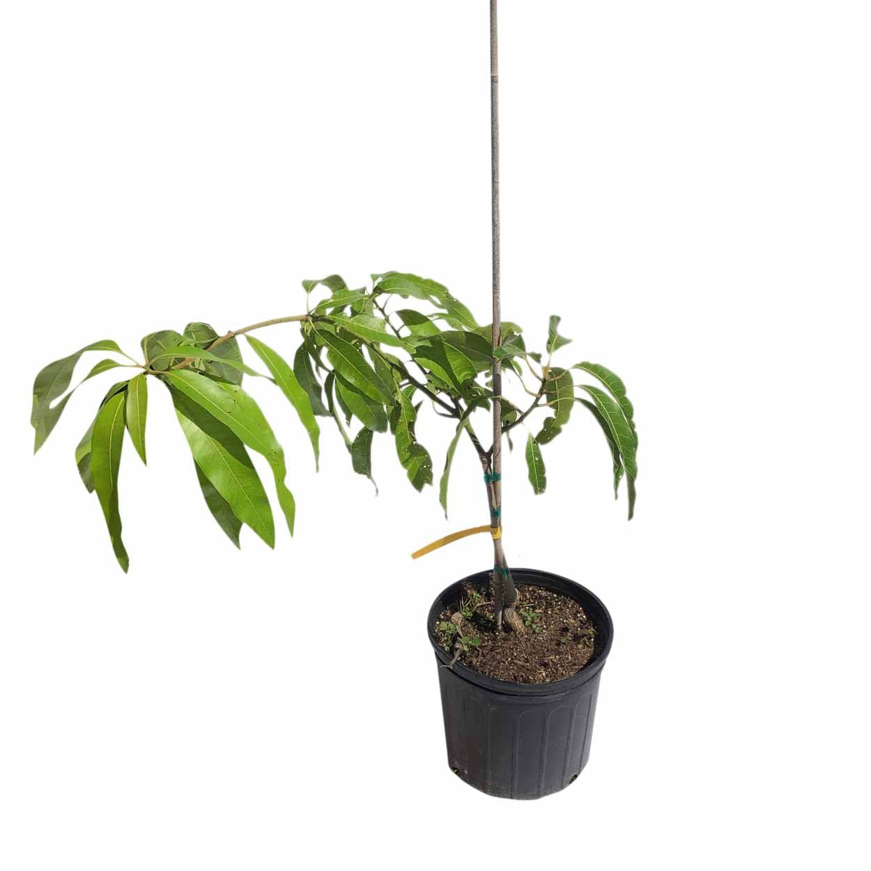 Lancetilla Mango Tree, Grafted, 3-Gal Container from Florida