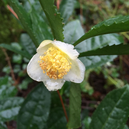 Tea Plant Large Leaf Variety 103-Pine Island Nursery