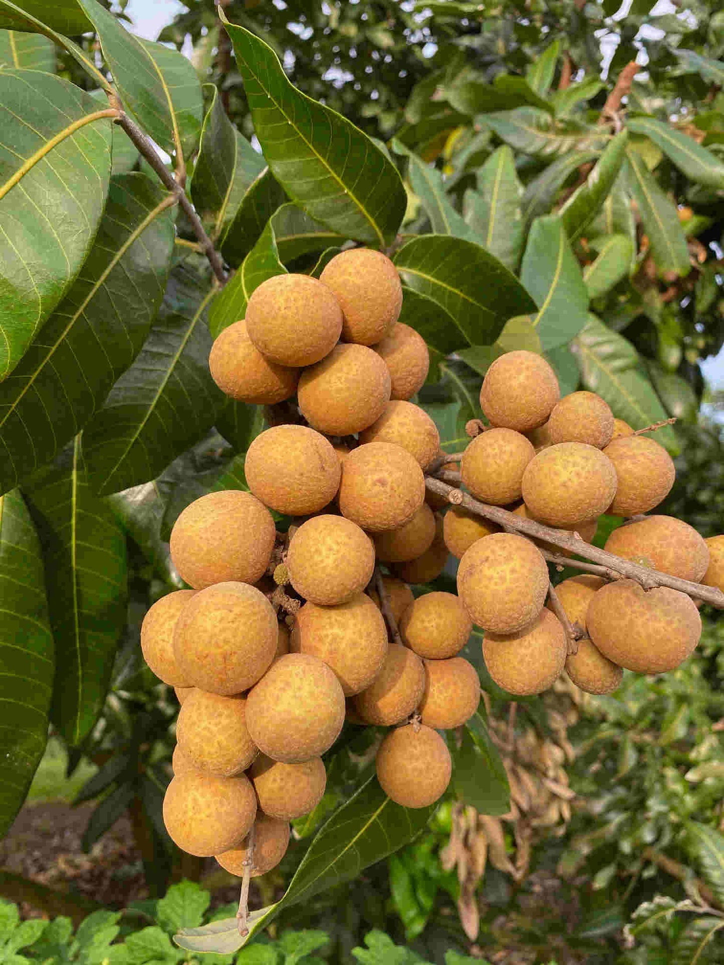 Sri Chompoo Longan Tree, Air Layered Fruit Trees 100-Carlos Tropical Fruits