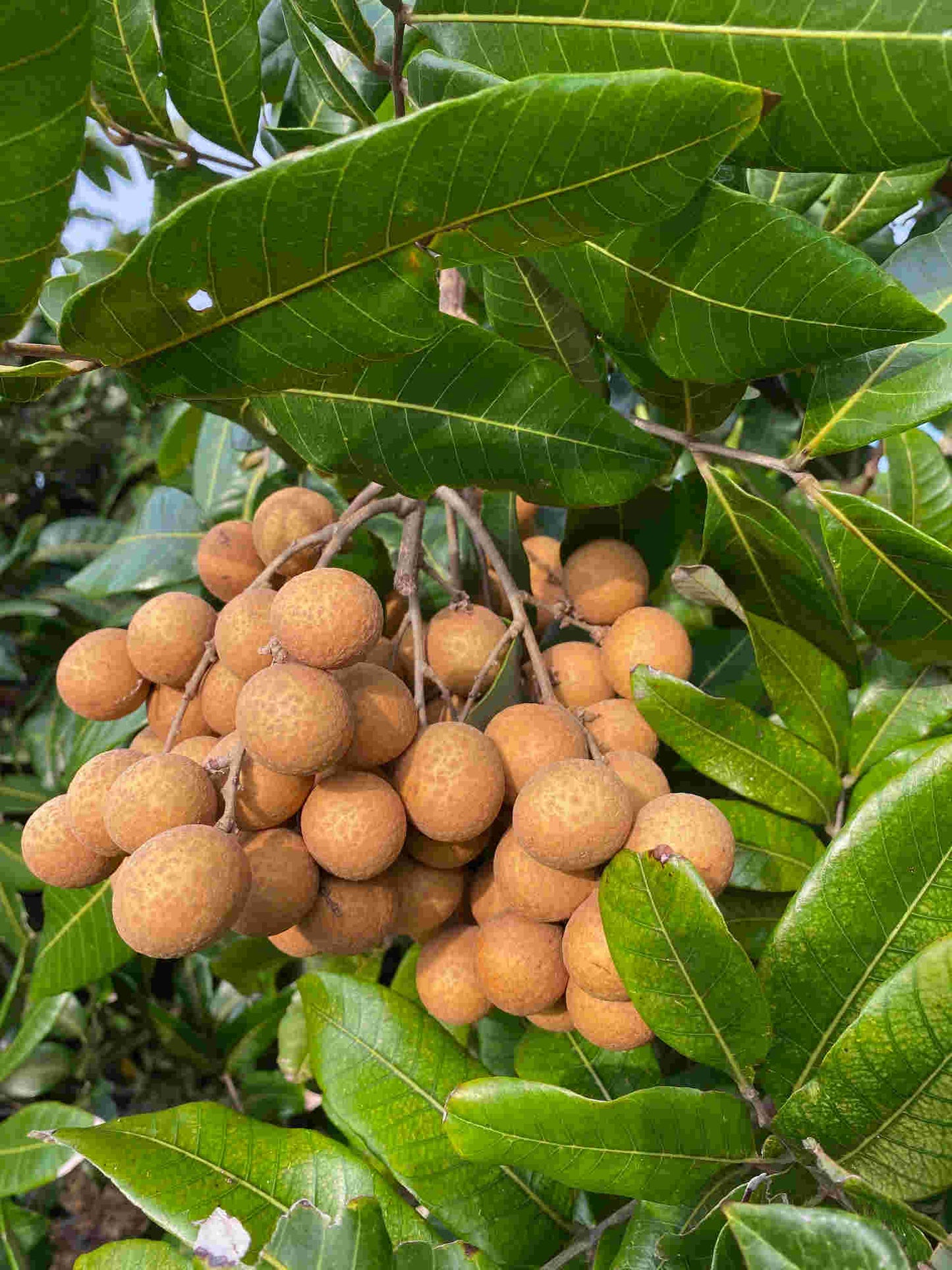 Sri Chompoo Longan Tree, Air Layered Fruit Trees 100-Carlos Tropical Fruits