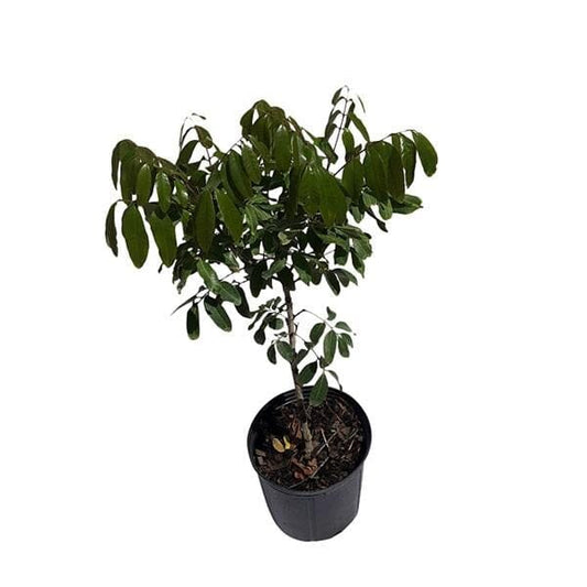 Danglemen Longan Tree, Air-Layered Fruit Trees 103-Pine Island Nursery