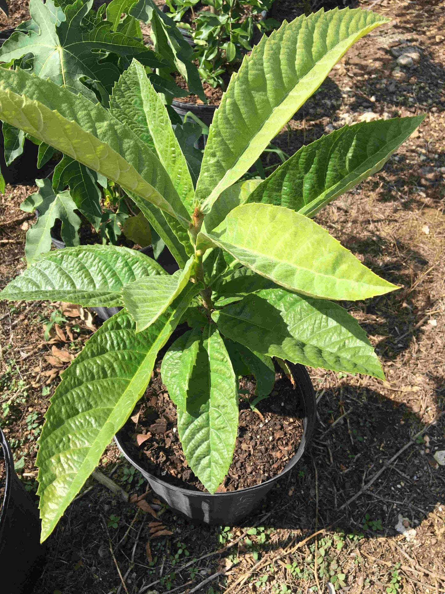 Loquat Oliver, Japanese Plum Tree Grafted Fruit Trees 102-Zill High Performance Plants