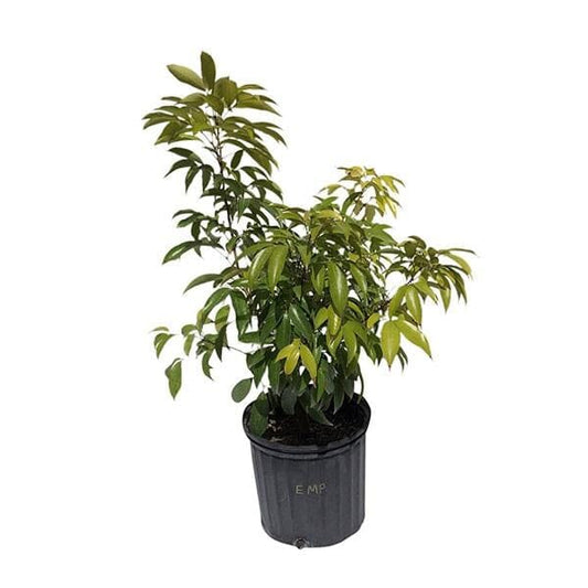 Emperor Lychee Tree, Dwarf, Air-Layered Fruit Trees 103-Pine Island Nursery