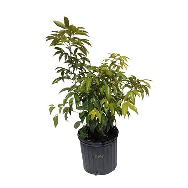 lychee house plant Emperor Lychee Tree, Dwarf, Air-Layered