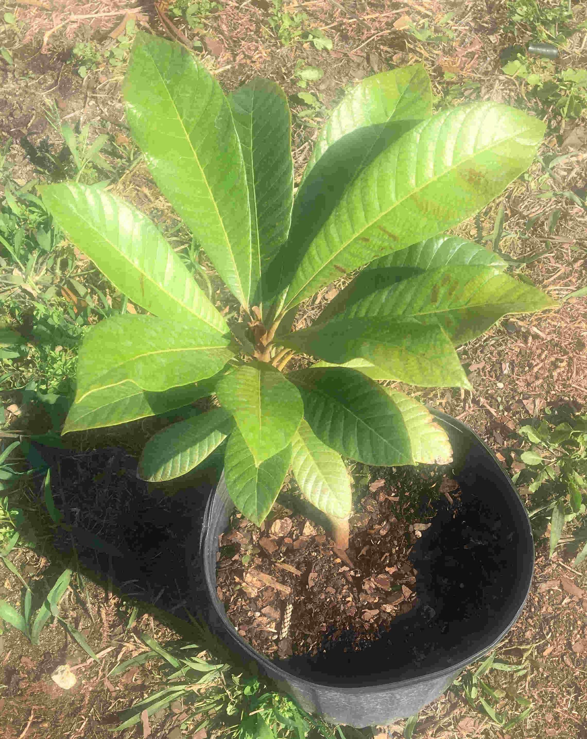 Mamey Sapote Magana Tree Grafted 2 Feet Tall, 3-gal Container from Florida Fruit Trees Everglades Farm