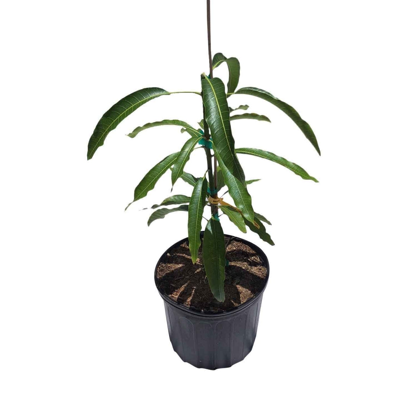 Maha Chanok Mango Tree, Grafted Fruit Trees 100-Carlos Tropical Fruits