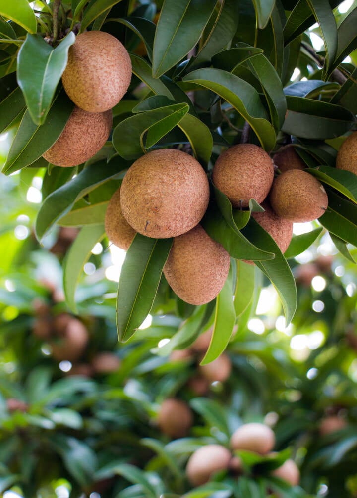 Sapodilla Nispero Makok, Tree Fruit Trees 100-Carlos Tropical Fruits