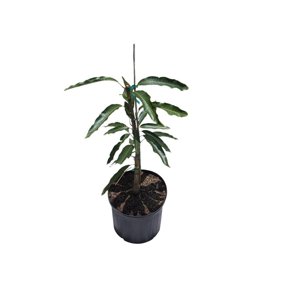 Mallika Dwarf Mango Tree, Grafted Fruit Trees 103-Pine Island Nursery