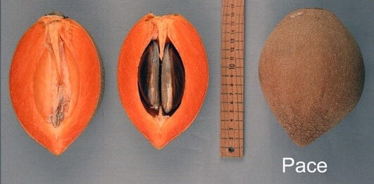 Mamey Sapote Tree Pace Variety Grafted Fruit Trees 100-Carlos Tropical Fruits