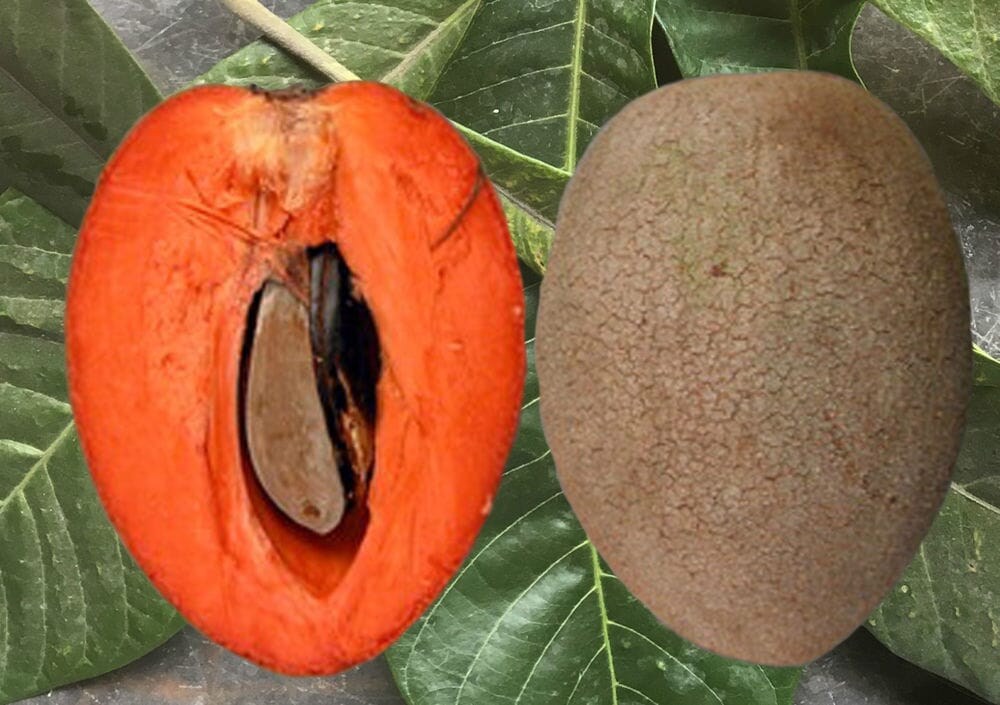 Key West Mamey Sapote Tree Grafted Fruit Trees 100-Carlos Tropical Fruits 24-30 inches & 1-gal