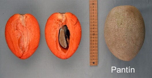Key West Mamey Sapote Tree Grafted Fruit Trees 100-Carlos Tropical Fruits
