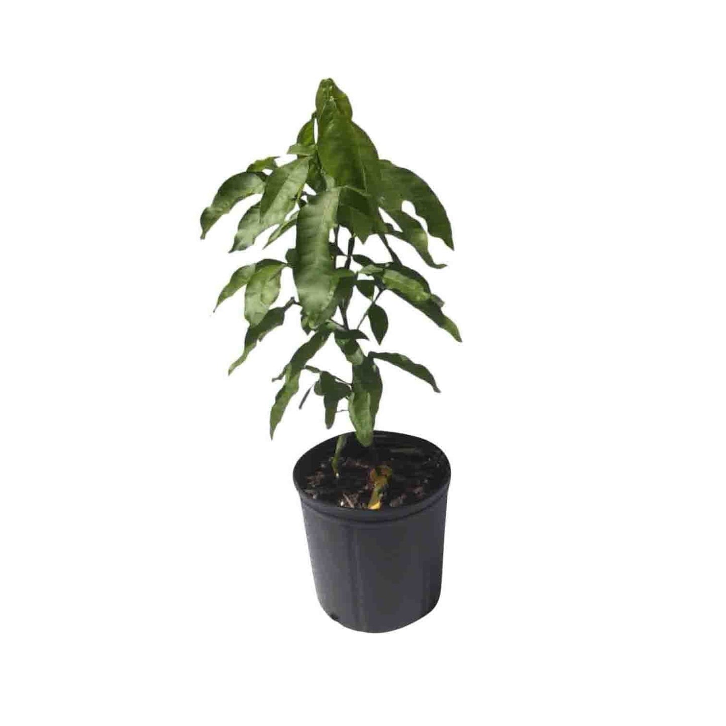Mamoncillo Tree from Seedling, Spanish Lime Fruit Trees 111-Lalo Melo