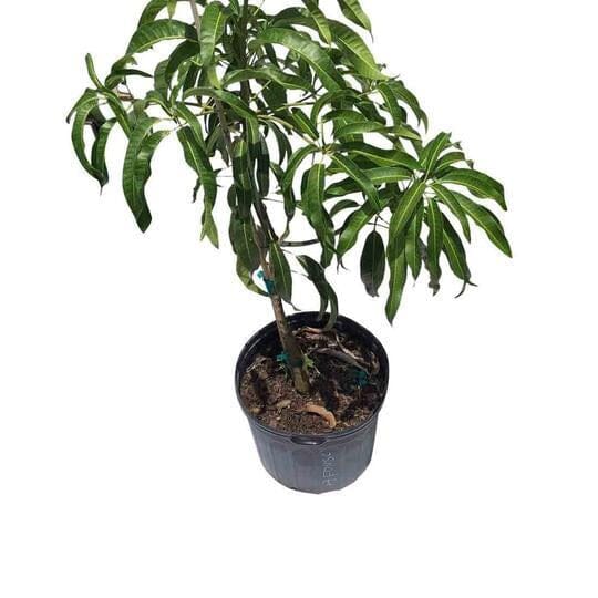 Keow Savoy Mango, Grafted Tree Fruit Trees 102-Zill High Performance Plants