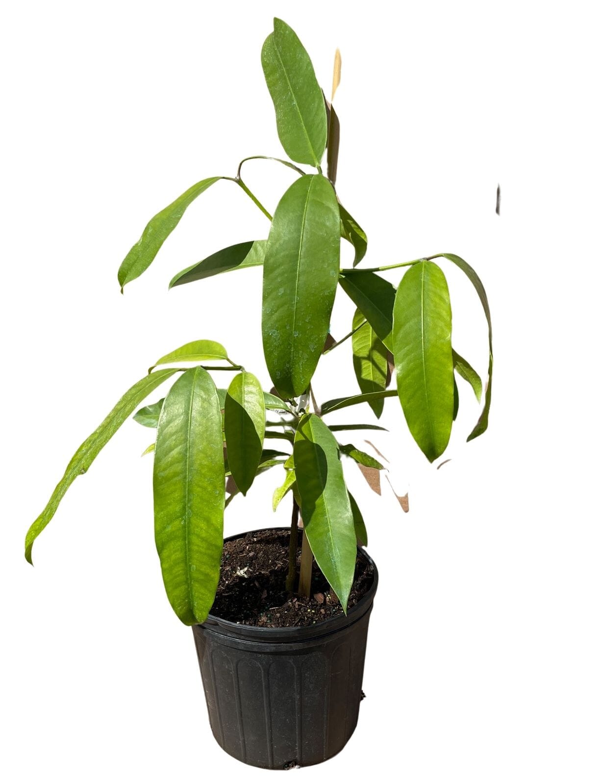 Mangosteen Lemon Sour, Yellow Tree 103-Pine Island Nursery