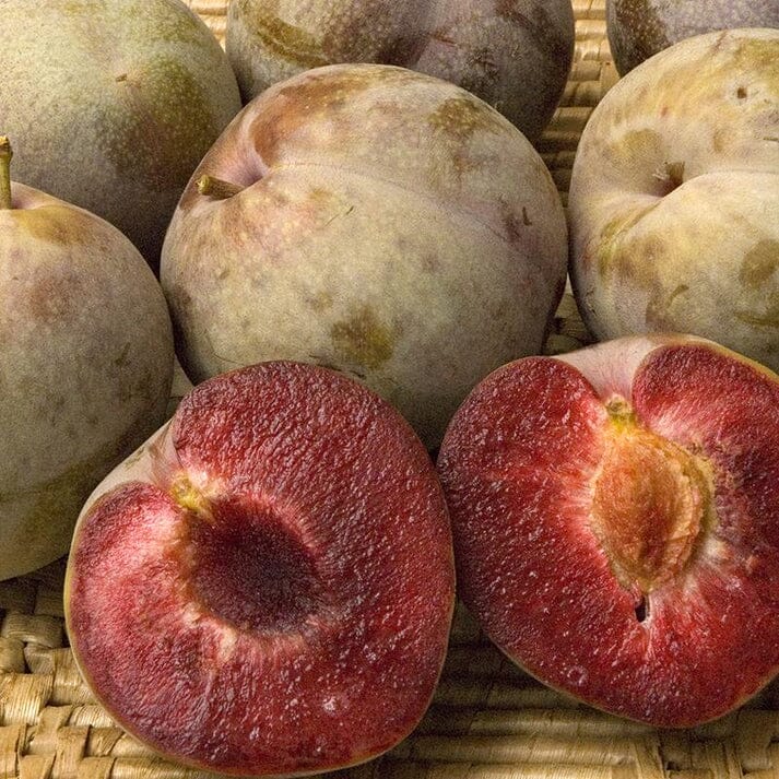 Mariposa Plum Tree 103-Pine Island Nursery