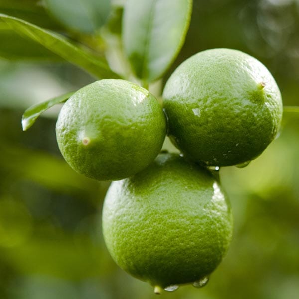 Key Lime Tree 113-Brite Leaf Citrus Nursery