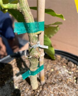 Michelia Alba, White Champaca, Tree Grafted Fruit Trees 102-Zill High Performance Plants