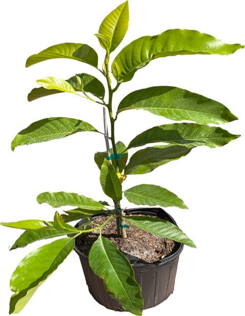 Michelia Alba, White Champaca, Tree Grafted Fruit Trees 102-Zill High Performance Plants