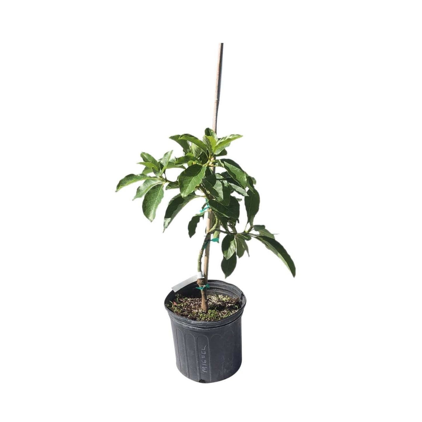 Miguel Avocado Tree, Grafted 110-Guacalina Nursery & Broker