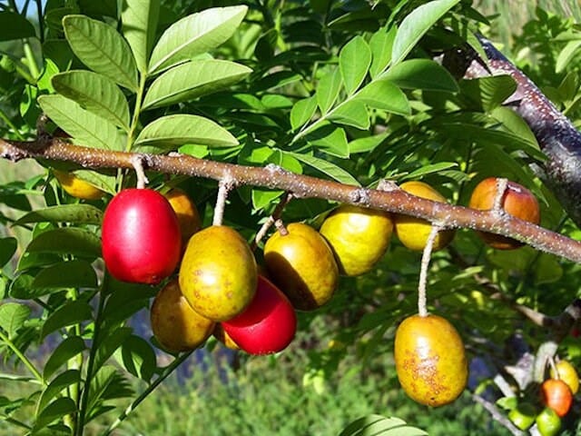 Red Spanish/Hog Plum, Ciruela, Jocote Rojo, Mombin Tree Fruit Trees 111-Lalo Melo