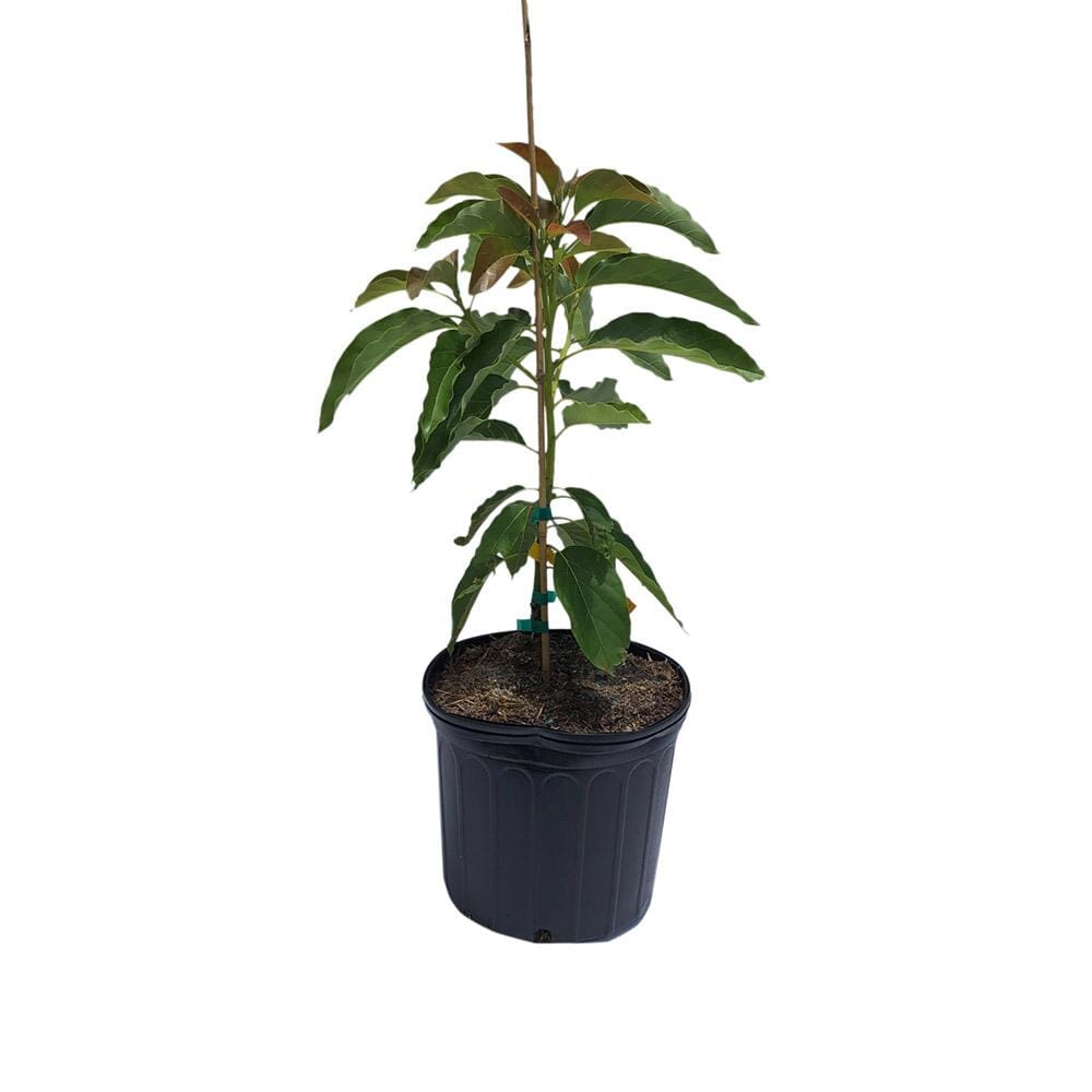 Monroe Avocado Tree, Grafted Fruit Trees 100-Carlos Tropical Fruits