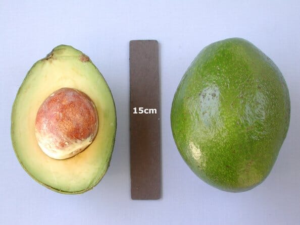 Grafted Monroe avocado (Persea americana) fashion live fruit plant