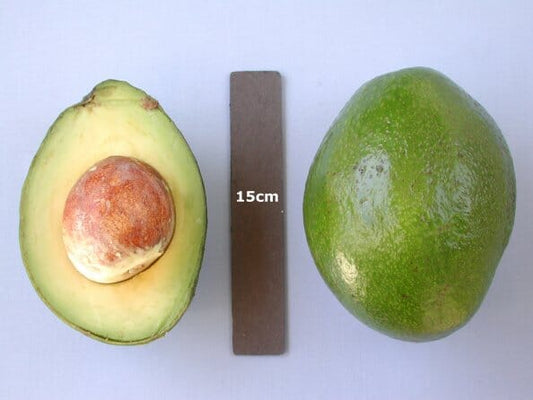 Monroe Avocado Tree, Grafted Fruit Trees 100-Carlos Tropical Fruits