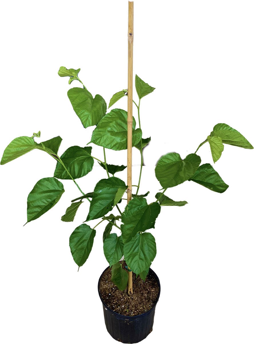 White Mulberry Tree Fruit Trees 103-Pine Island Nursery