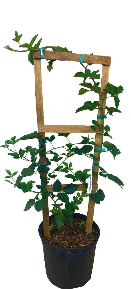 Von, Summer Bearing, Thornless Blackberry Plant 103-Pine Island Nursery 2-3 feet & 3-gal