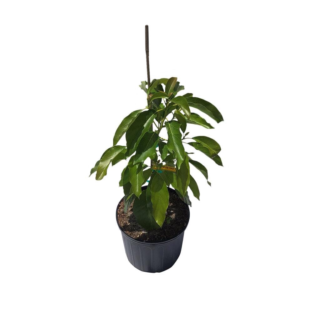 Oro Negro Black Gold Avocado Tree, Grafted Fruit Trees 102-Zill High Performance Plants