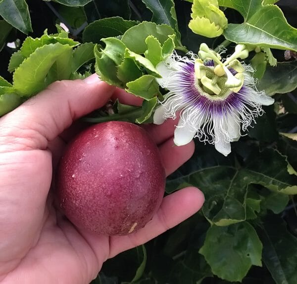Passion Fruit Red Variety, Maracuya Rojo Fruit Trees 118-Agri-Starts Inc