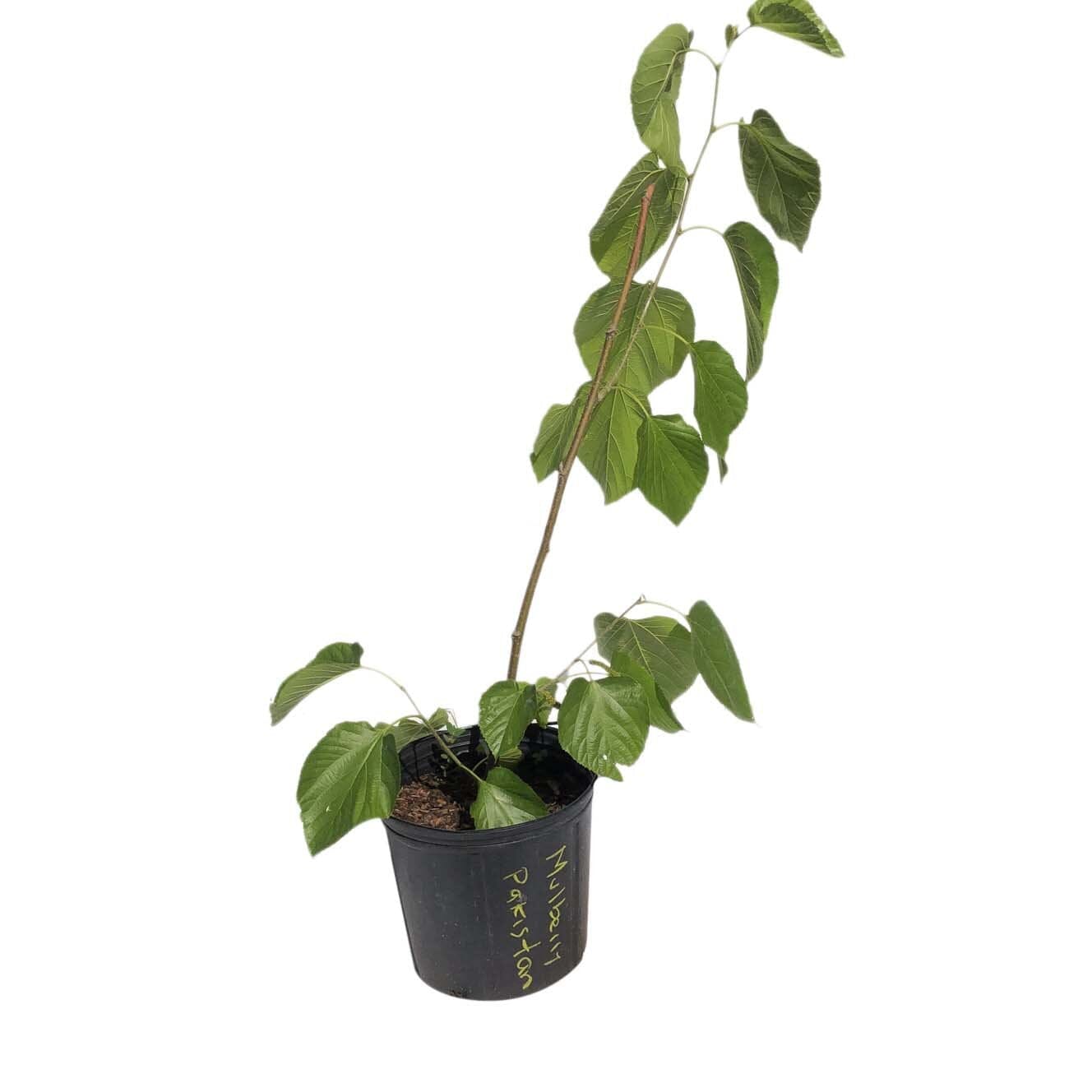 Shangri - La Mulberry, Purple Fruit Sweet Tree 102-Zill High Performance Plants