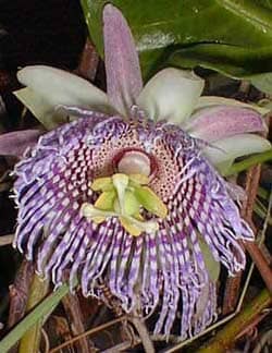 Sweet Granadilla, Grenadia, Vine Fruit Trees 110-Guacalina Nursery & Broker