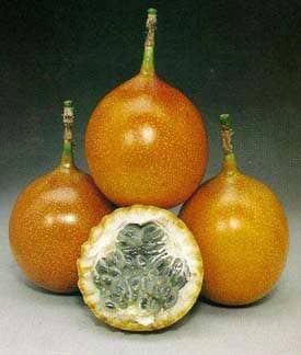 Sweet Granadilla, Grenadia, Vine Fruit Trees 110-Guacalina Nursery & Broker