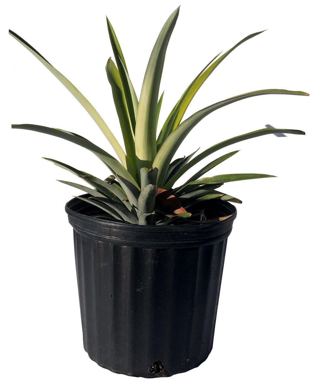 Elite Gold Pineapple Plant Fruit Trees 118-Agri-Starts Inc