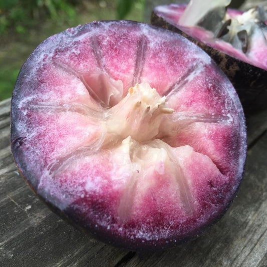 Purple Star Apple / Caimito Morado Grafted Fruit Trees 100-Carlos Tropical Fruits