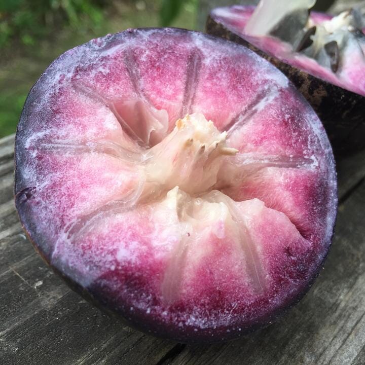 Star Apple Purple Caimito Morado Tree from Seedling Fruit Trees 100-Carlos Tropical Fruits